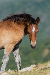 Obraz premium Puledro