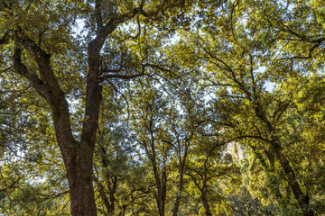 Forest in natural Park of the 