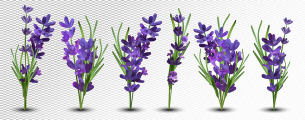 Violetter Lavendel der Sammlung mit dem grünen Blatt lokalisiert auf weißem Hintergrund. Bündel Blume. Lavendel hautnah. Duftender Lavendel. 3D-Vektor-Illustration
