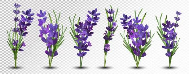 Fotobehang Lavendel Collectie violet lavendel met groen blad geïsoleerd op een witte achtergrond. Bos bloem. Lavendel close-up. Geurige lavendel. 3d vectorillustratie