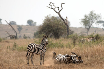 Fototapeta na wymiar A heard of Zebra (Equus quagga) in the later afternoon rolling in the red dirt of Tanzania.. 