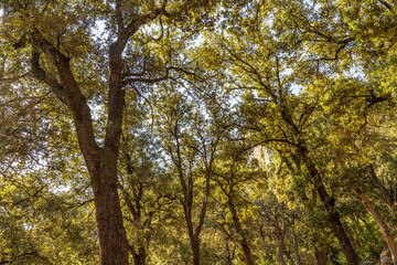 Forest in natural Park of the 