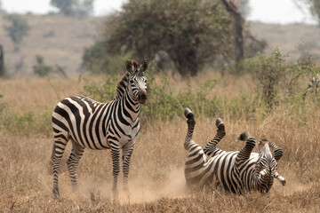 Fototapeta na wymiar A heard of Zebra (Equus quagga) in the later afternoon rolling in the red dirt of Tanzania.. 