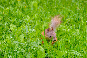Portrait of a red squirrel in green grass. A wild animal in a city park is looking for food. Copy space.