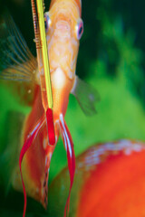 Paletka / Dyskowiec ryba akwariowa - obrazy, fototapety, plakaty