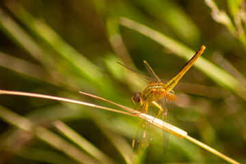 dragonfly on a leaf