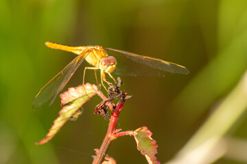 close up of a dragonfly