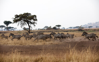 A heard of Zebra (Equus quagga) in the later afternoon. Tanzania.	
