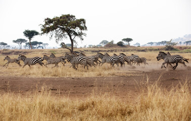 A heard of Zebra (Equus quagga) in the later afternoon. Tanzania.	
