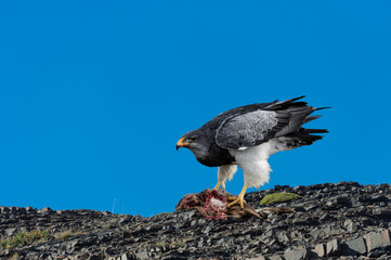 Black-chested Buzzard-Eagle (Geranoaetus melanoleucus australis) feeding a carcass, Torres del Paine National Park, Chilean Patagonia, Chile