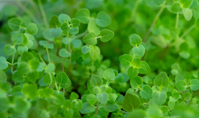 Leaves of a young oraegano plant (Origanum vulgare). Green foliage of an oregano plant in the garden.