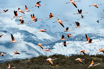 Flock of Chilean Flamingos (Phoenicopterus chilensis), Torres del Paine National Park, Chilean...