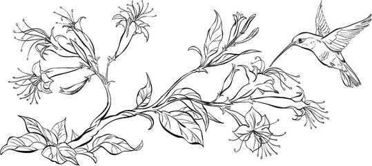 Outline branch with  flowers and flying hummingbird. Vector coloring page © Lebedeus