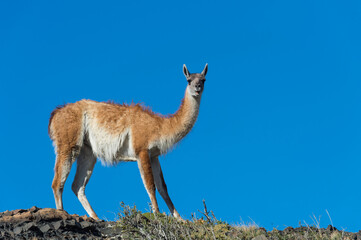 Guanaco (Lama guanicoe) on a ridge, Torres del Paine National Park, Chilean Patagonia, Chile