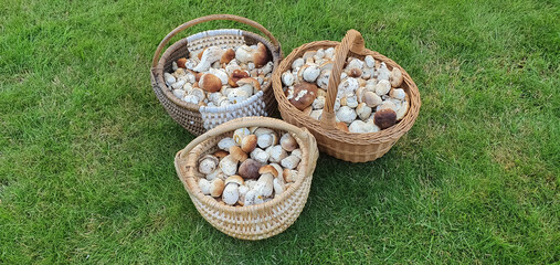 Forest mushrooms boletus in baskets on a background of green grass nature background