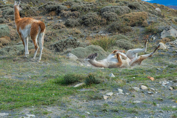 Naklejka na ściany i meble Guanaco (Lama guanicoe) rolling in the dust, Torres del Paine National Park, Chilean Patagonia, Chile
