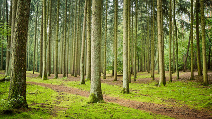 Panoramic view of a forest path in early the morning.