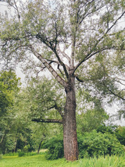 Big beautiful green tree in the forest. Silver poplar. 