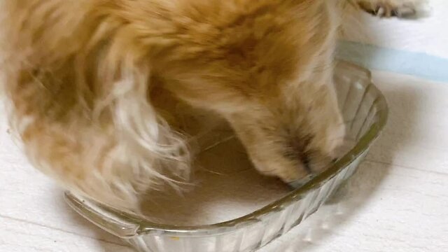 空のエサ箱を舐める、18歳の老犬ミニチュアダックスフント