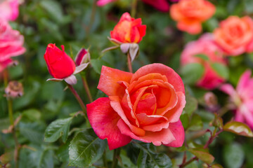 Flower of red garden rose on bush close-up