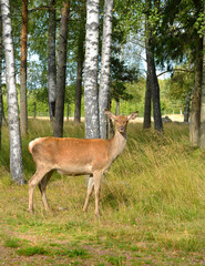 Red deer (Cervus elaphus), female, in forest in Aland Islands