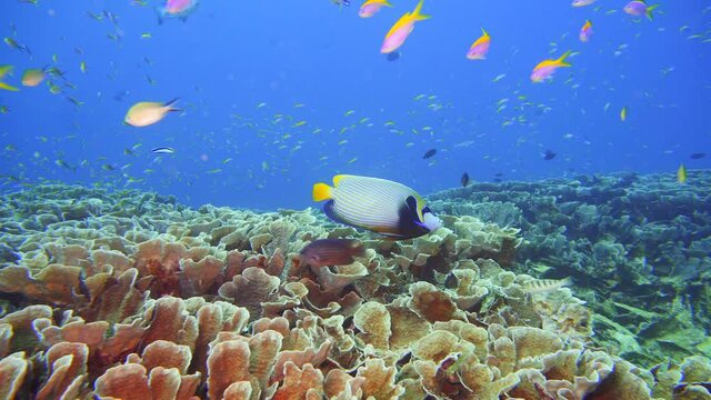 Emperor Angelfish over bleached coral in maldives