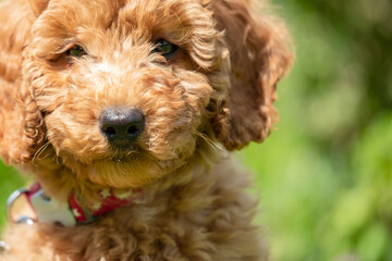 Adorable mini poodle puppy seen close-up in with part of her garden as a backdrop.