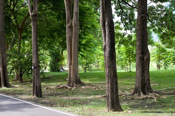 Fototapeta premium trees in the park