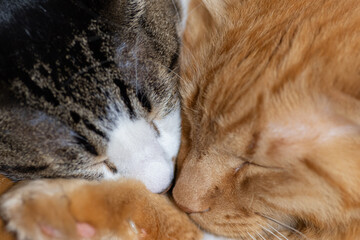 キジトラ猫と茶トラ猫