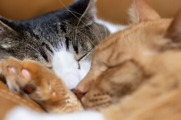 キジトラ猫と茶トラ猫