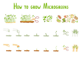 Microgreens. Germination microgreen. Healthly food