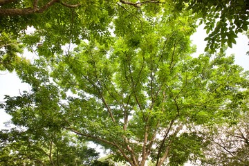 green leaves in the forest