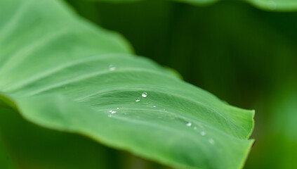 水滴をはじく葉っぱ