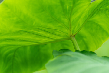 水滴をはじく葉っぱ