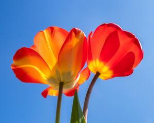 Two sunlit red tulips in front of blue sky