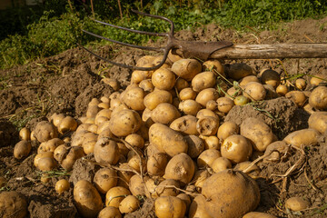 freshly baked organic potatoes whit pitchfork