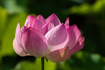 Fototapeta premium 蓮の花