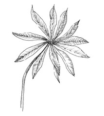  Ink drawing of the Lupin leaf. black ink liner. The drawing is in grayscale, mostly black. The background is total white isolated. Hand drawn sketch