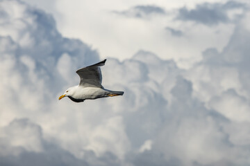 A seagull flying against a blue sky in summer .