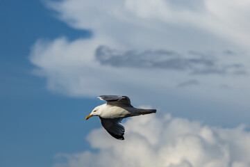 A seagull flying against a blue sky in summer .