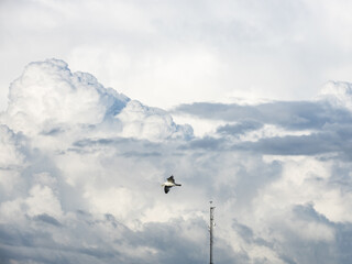 A seagull flying against a blue sky in summer .