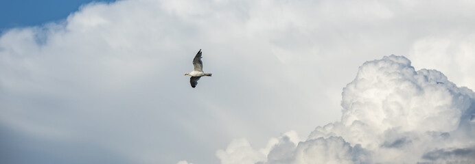 A seagull flying against a blue sky in summer .