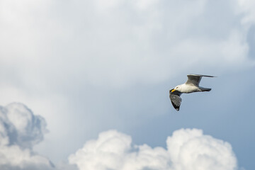 A seagull flying against a blue sky in summer .