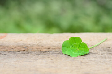 Four-leaf clover bringing good luck on a rough wooden surface.
