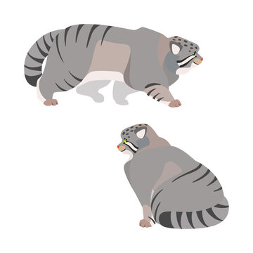 Manul or Pallas cat. Illustration of a walking manul and a sitting manul drawn in a flat style. Isolated objects on a white background. Vector 8 EPS.