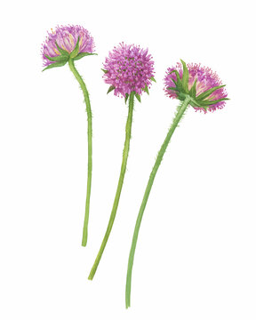 Closeup of a branch of the sweet Scabiosa flowers ( Scabiosa atropurpurea, mourning bride, Egyptian rose, mournful widow). Watercolor hand drawn painting illustration isolated on white background.