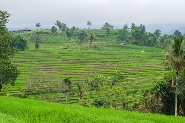Fototapeta na wymiar Panorama view on rice terraces Jatiluwih