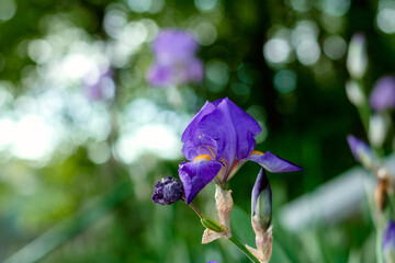 purple iris flower