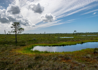 landscape from swamp, sunny summer day with bog vegetation, trees, mosses and ponds, cloudy sky