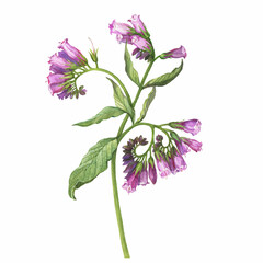 Closeup of a branch of the blue comfrey flowers (known as Symphytum caucasicum, beinwell, Caucasian comfrey). Watercolor hand drawn painting illustration isolated on white background.
 - obrazy, fototapety, plakaty